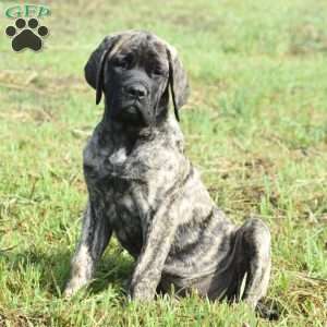Alice, English Mastiff Puppy